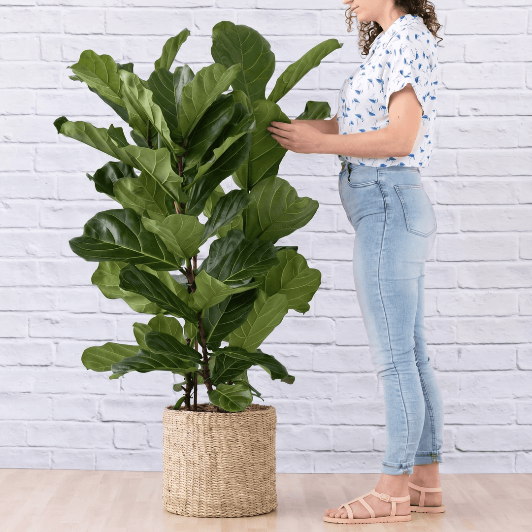 Large 3 Stem fiddle Leaf fig in a textured Palm leaf with women for scale