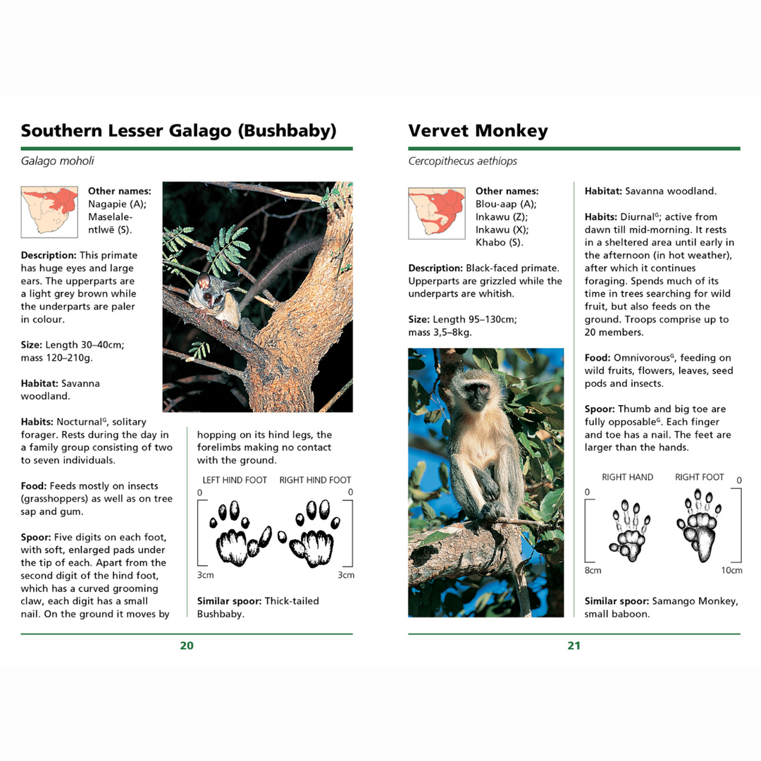 Pages from a book or guide showing information about Southern Lesser Galago and Vervet Monkey with illustrations and footprints.