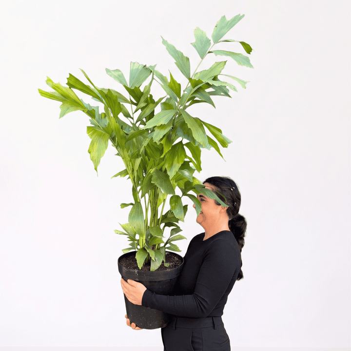 Fishtail Palm in a 30cm nursery pot, held by a person, showcasing its lush green foliage and distinctive fishtail-shaped leaflets.