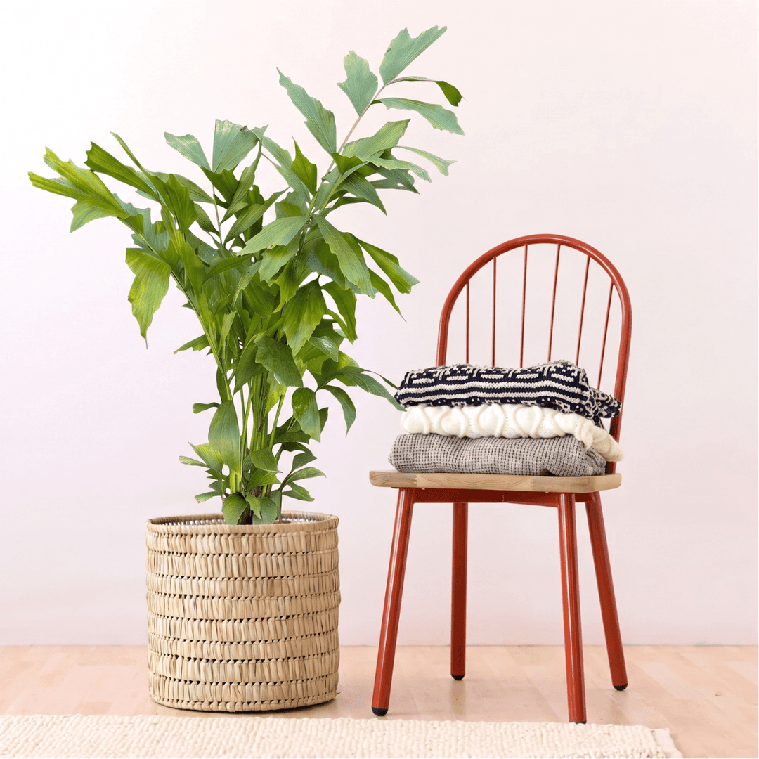 Fishtail Palm in a 35cm Fundo Basket beside a chair with stacked blankets, showcasing lush tropical foliage.