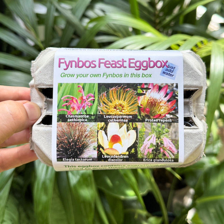 Fynbos Feast Seed Kit Eggbox: 6 South African Wildflower Species