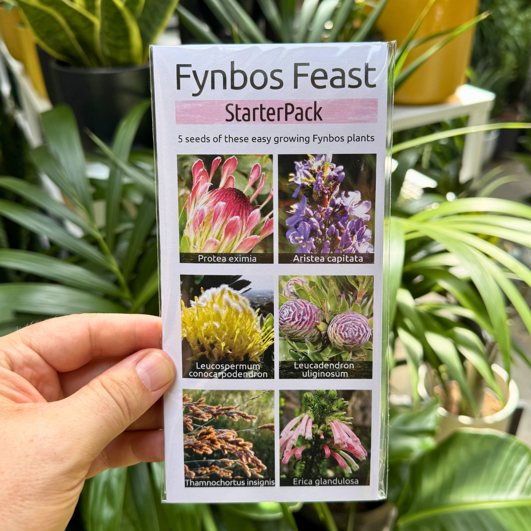 Fynbos Feast seed starter pack help up against foliage.