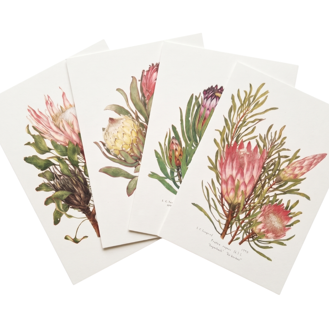 Proteas of the Cape - Greeting Cards
