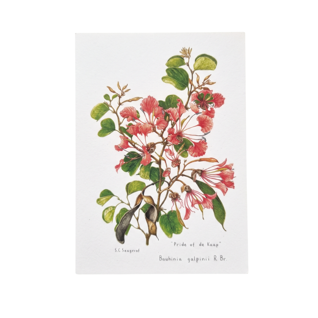Wild Flowers of the Cape - Greeting Cards