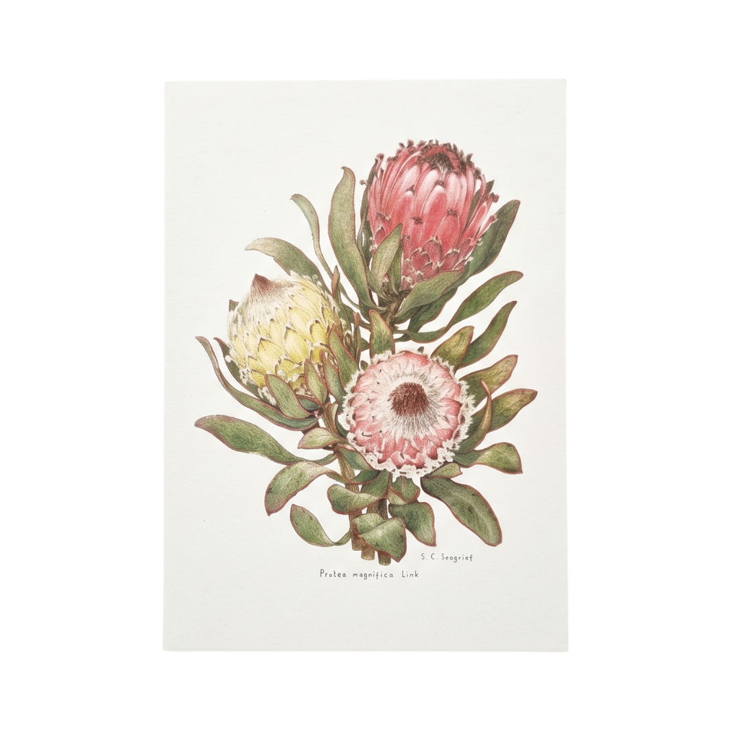 Proteas of the Cape - Greeting Cards
