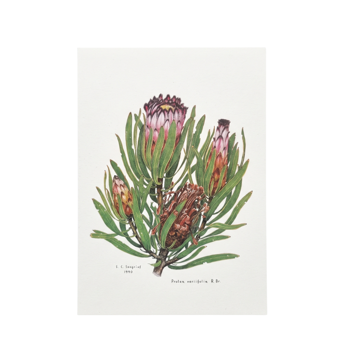 Proteas of the Cape - Greeting Cards