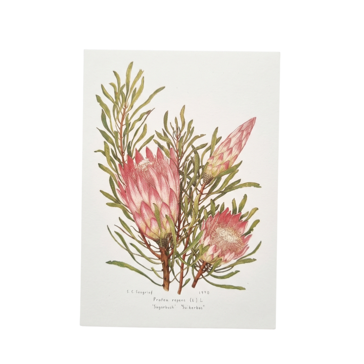 Proteas of the Cape - Greeting Cards