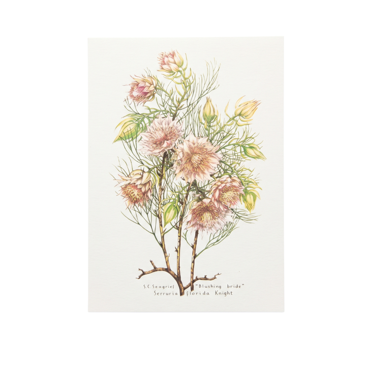 Wild Flowers of the Cape - Greeting Cards
