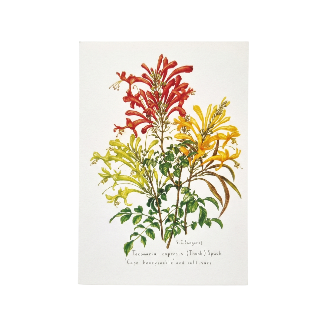 Wild Flowers of the Cape - Greeting Cards