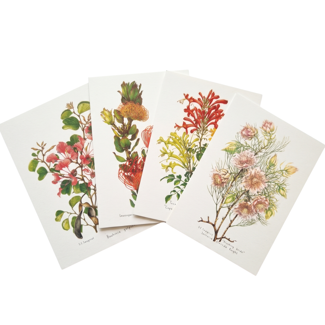 Wild Flowers of the Cape - Greeting Cards