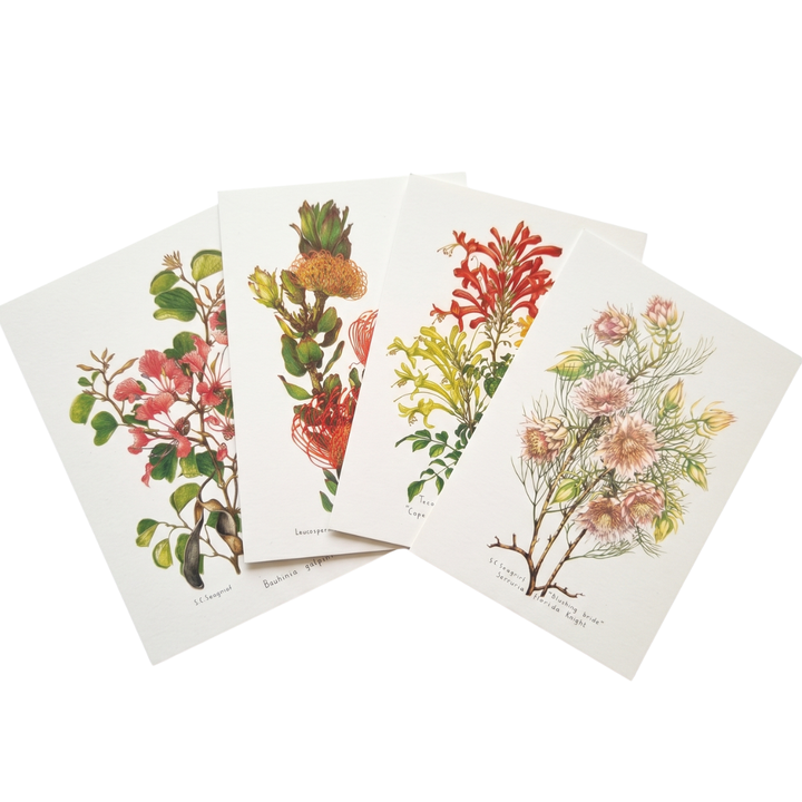 Wild Flowers of the Cape - Greeting Cards