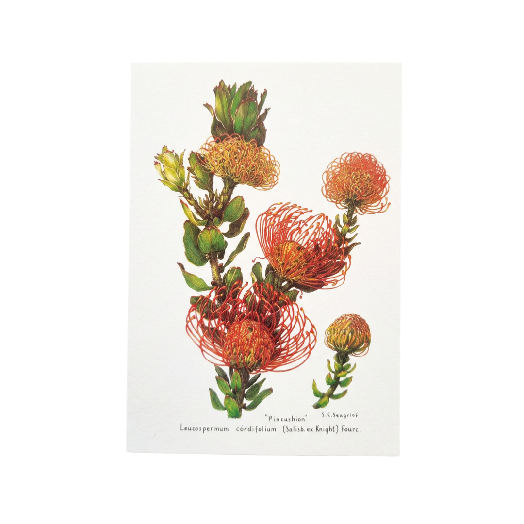 Wild Flowers of the Cape - Greeting Cards