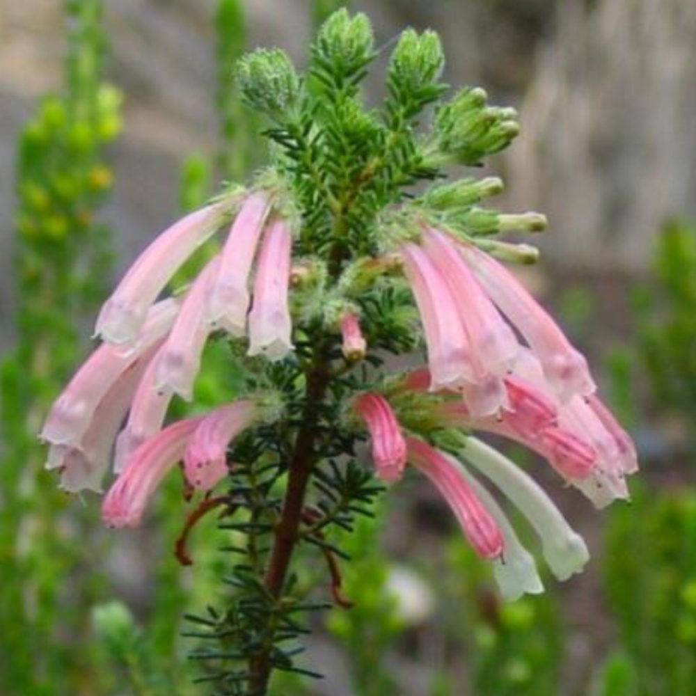 Image of Pink Gladulous Heath flowers