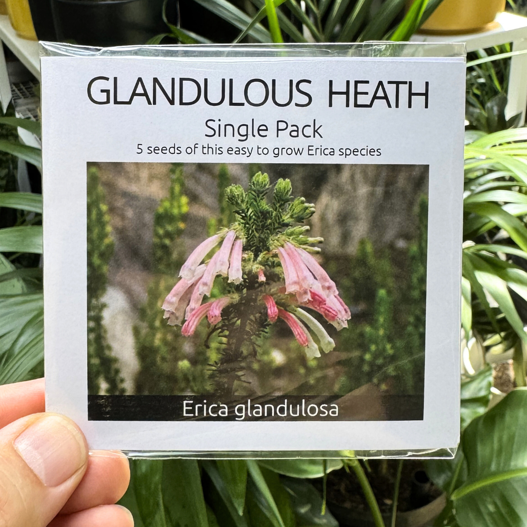 Glandulous Heath seed packet held in front of green plants