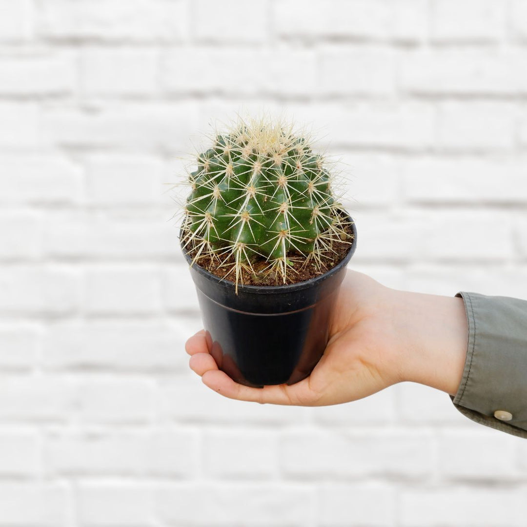 Golden Barrel Cactus