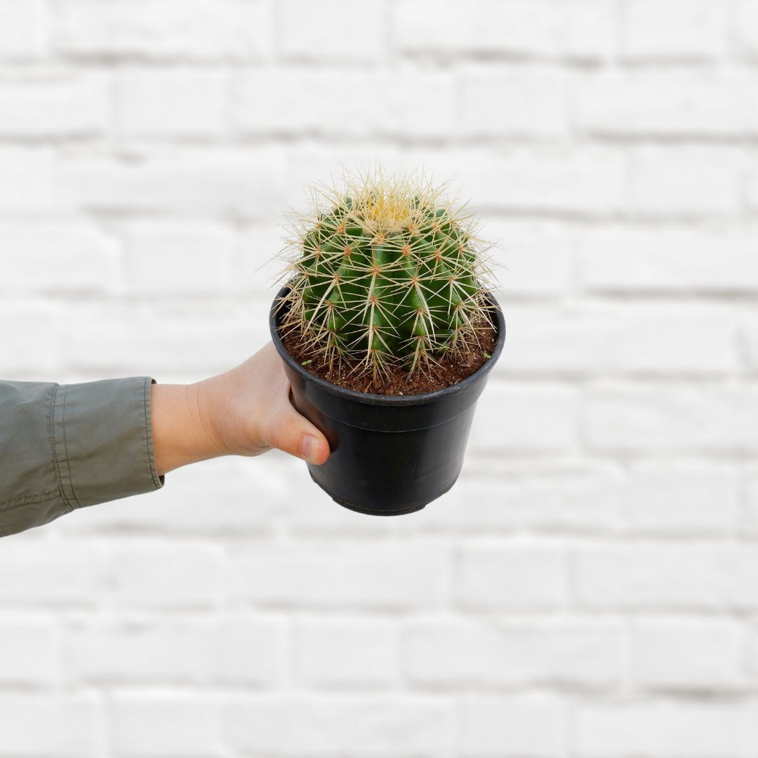 Golden Barrel Cactus