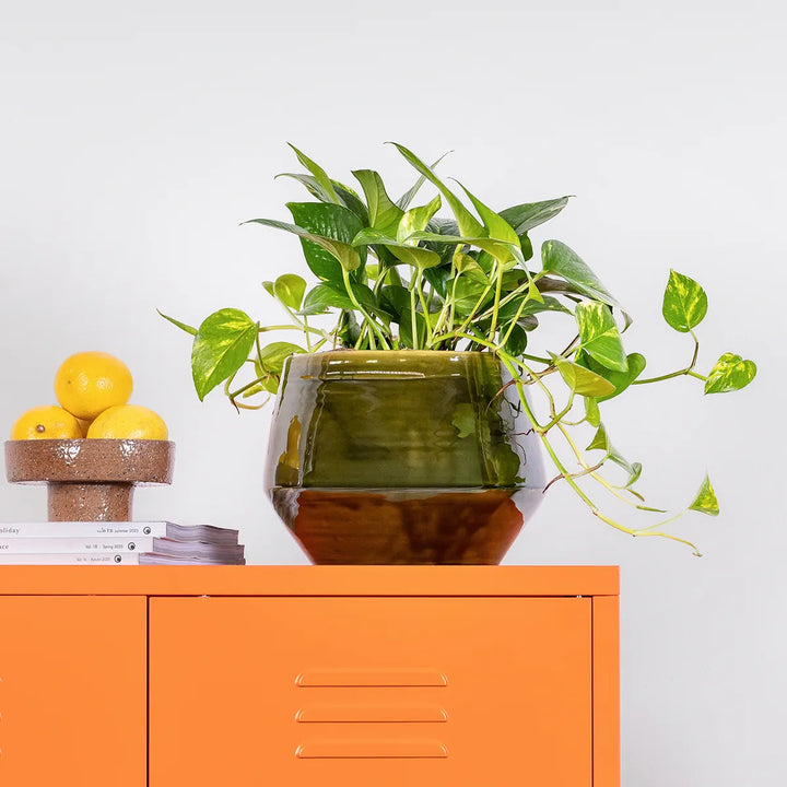 Green plant in a pot on an orange cabinet with lemons on a white background