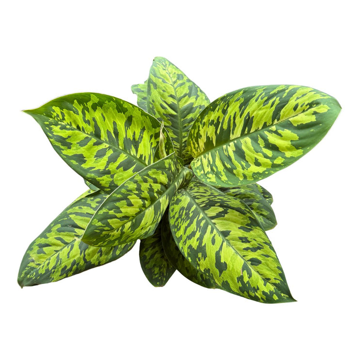 Homalomena Camouflage on White background