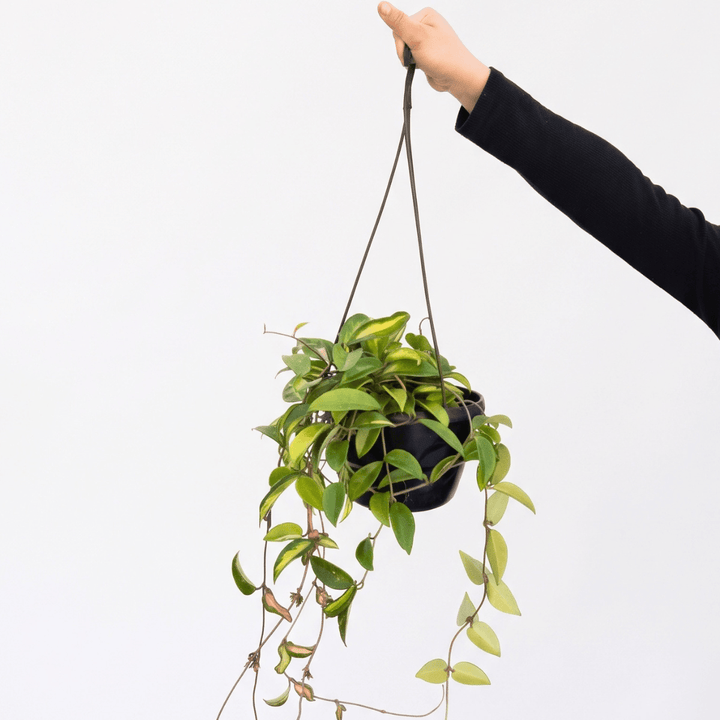 Hoya Carnosa Tricolor - Large plant in a black pot being held by a person with green and yellow variegated leaves.