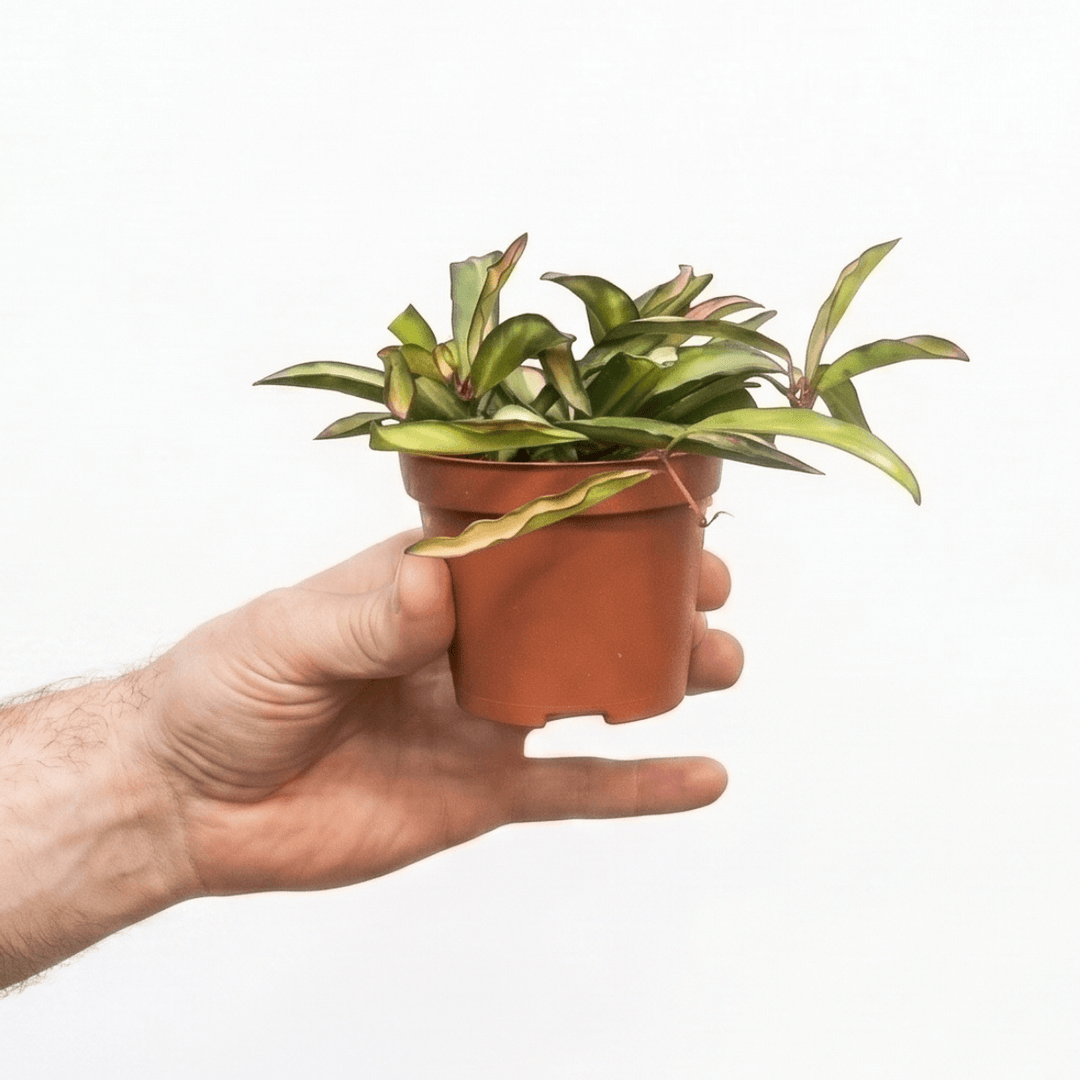 a Variegated Hoya Wayetti hand held in nursery pot for scale