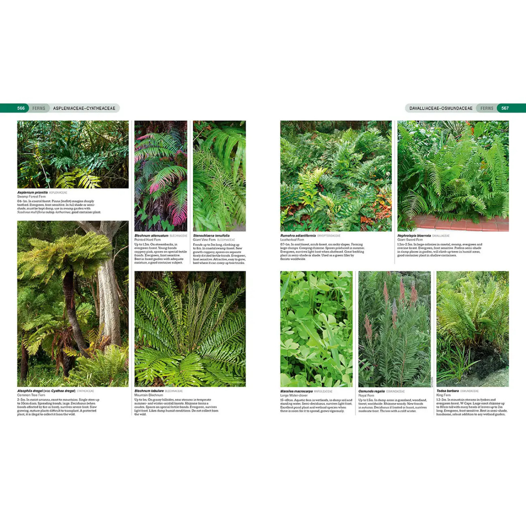 Collection of fern and plant images on a white background