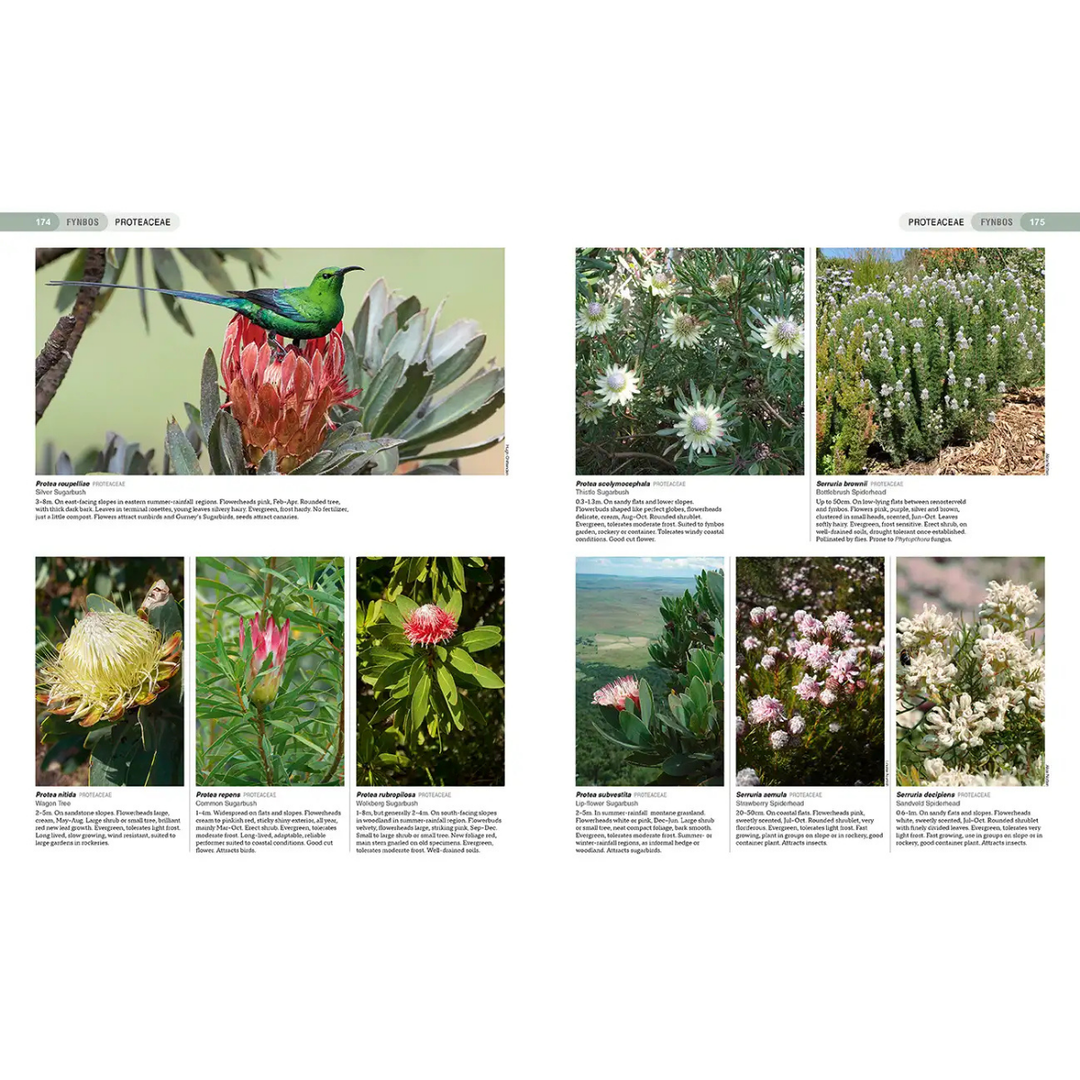 Illustration of various protea flowers with descriptive text on a white background