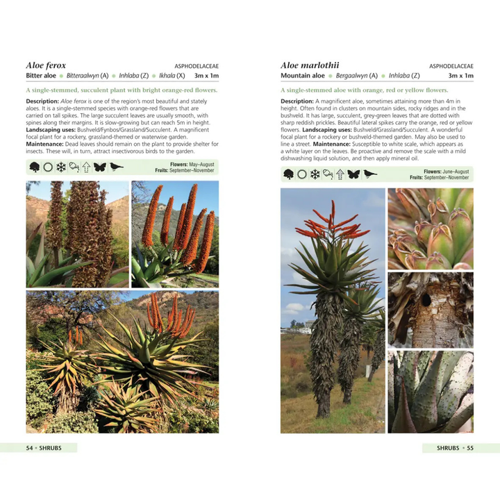 Page from a plant identification book featuring Aloe ferox and Aloe marlothii with text and images.