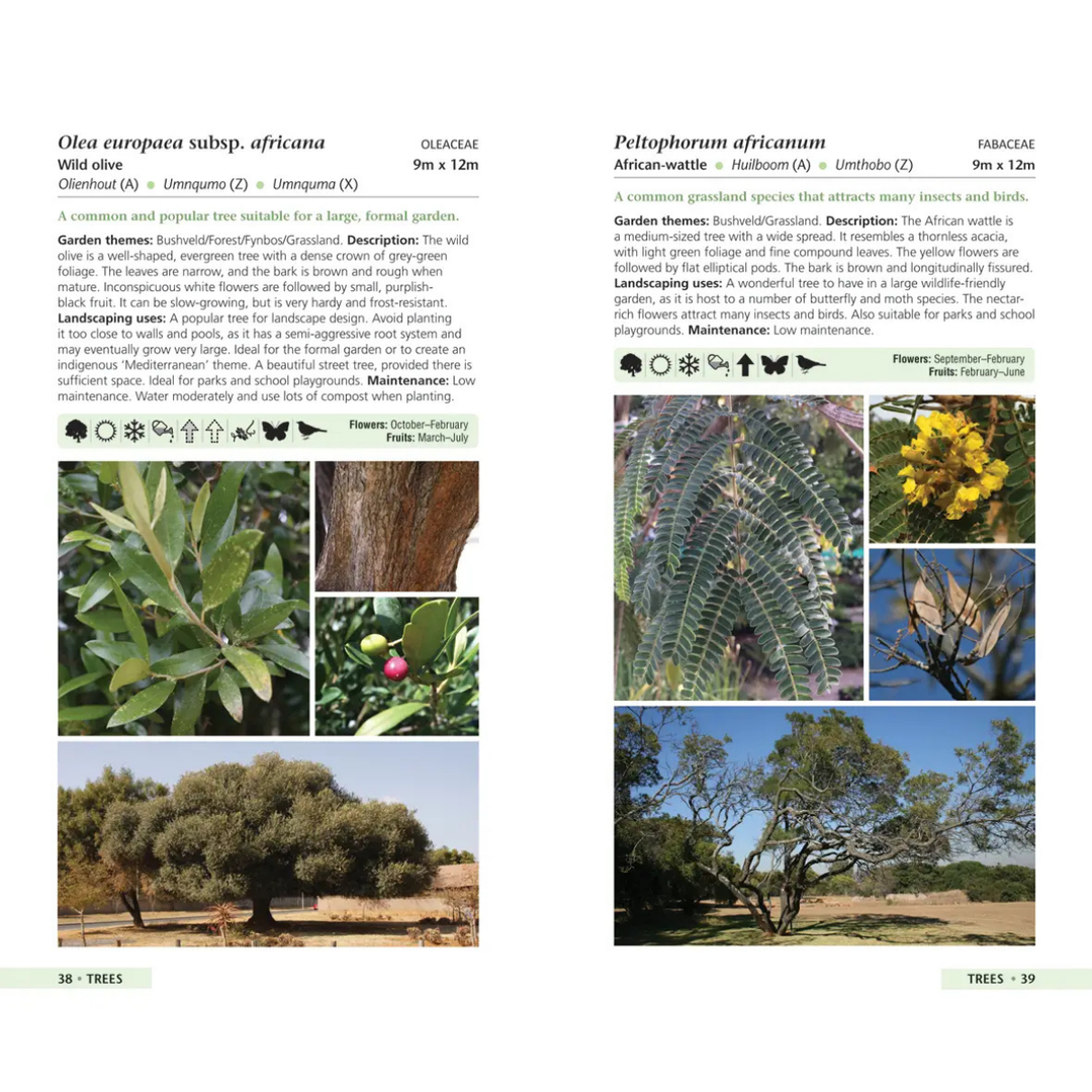 Page from a book or catalog featuring information on Olea europaea subsp. africana and Peltophorum africanum with images and text.