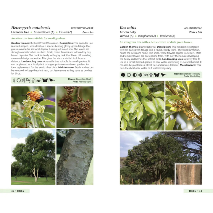 Gardening guide with images and descriptions of Heteropyxis natalensis and Flexis mitsii plants.