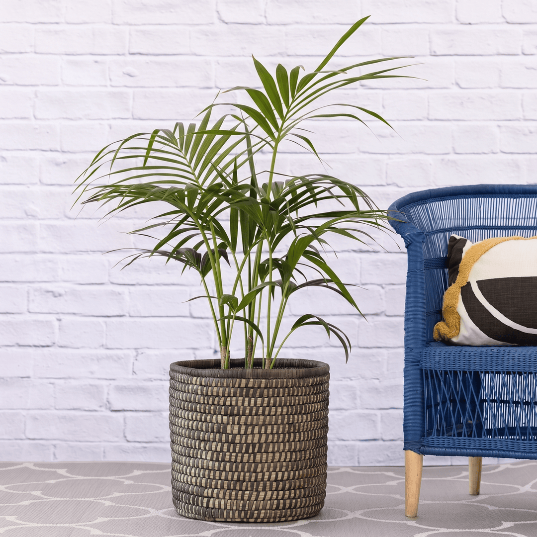 Kentia Palm in Black Palm Leaf basket next to blue Malawian cane chair for height reference