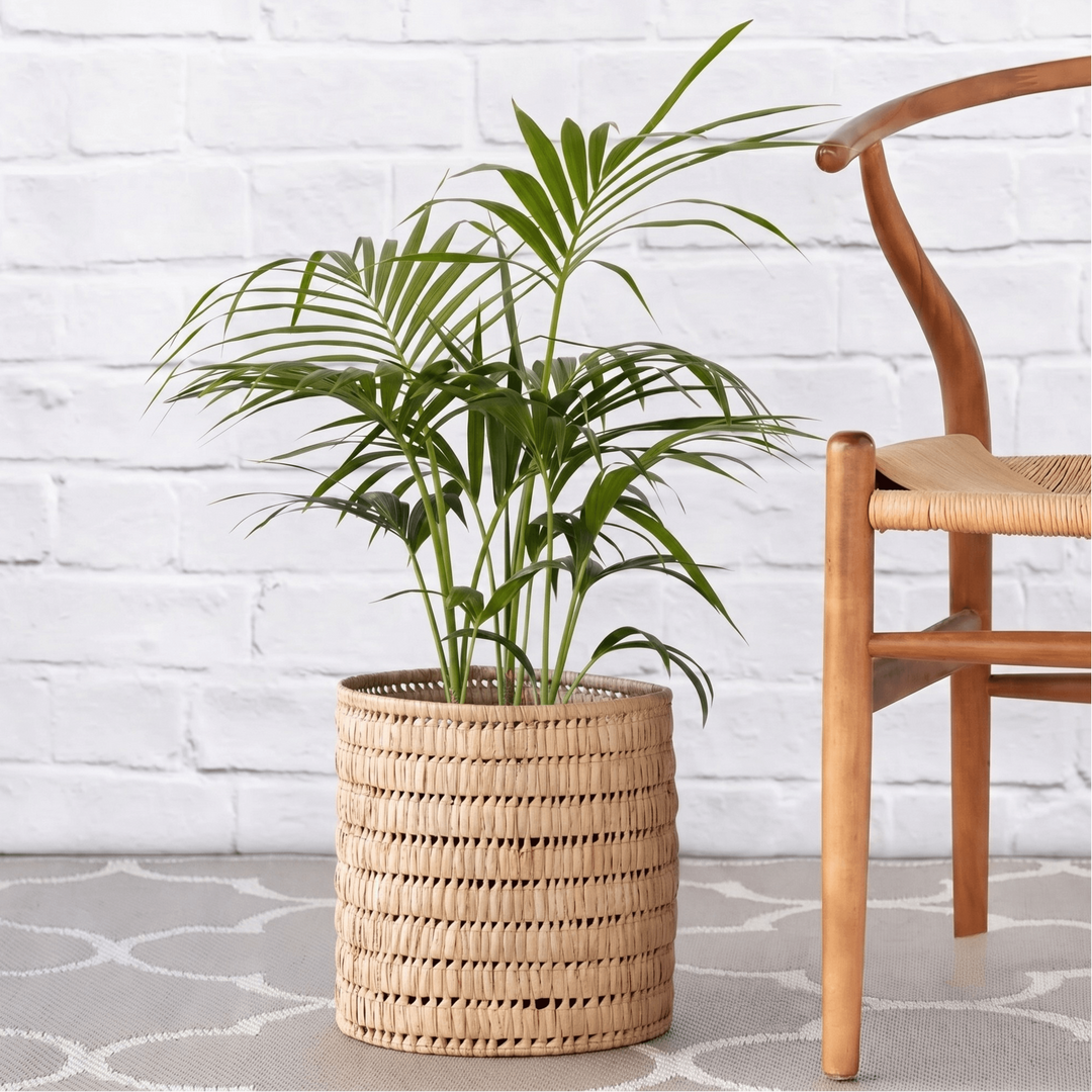 Kentia Palm in a traditional leaf basket for style reference