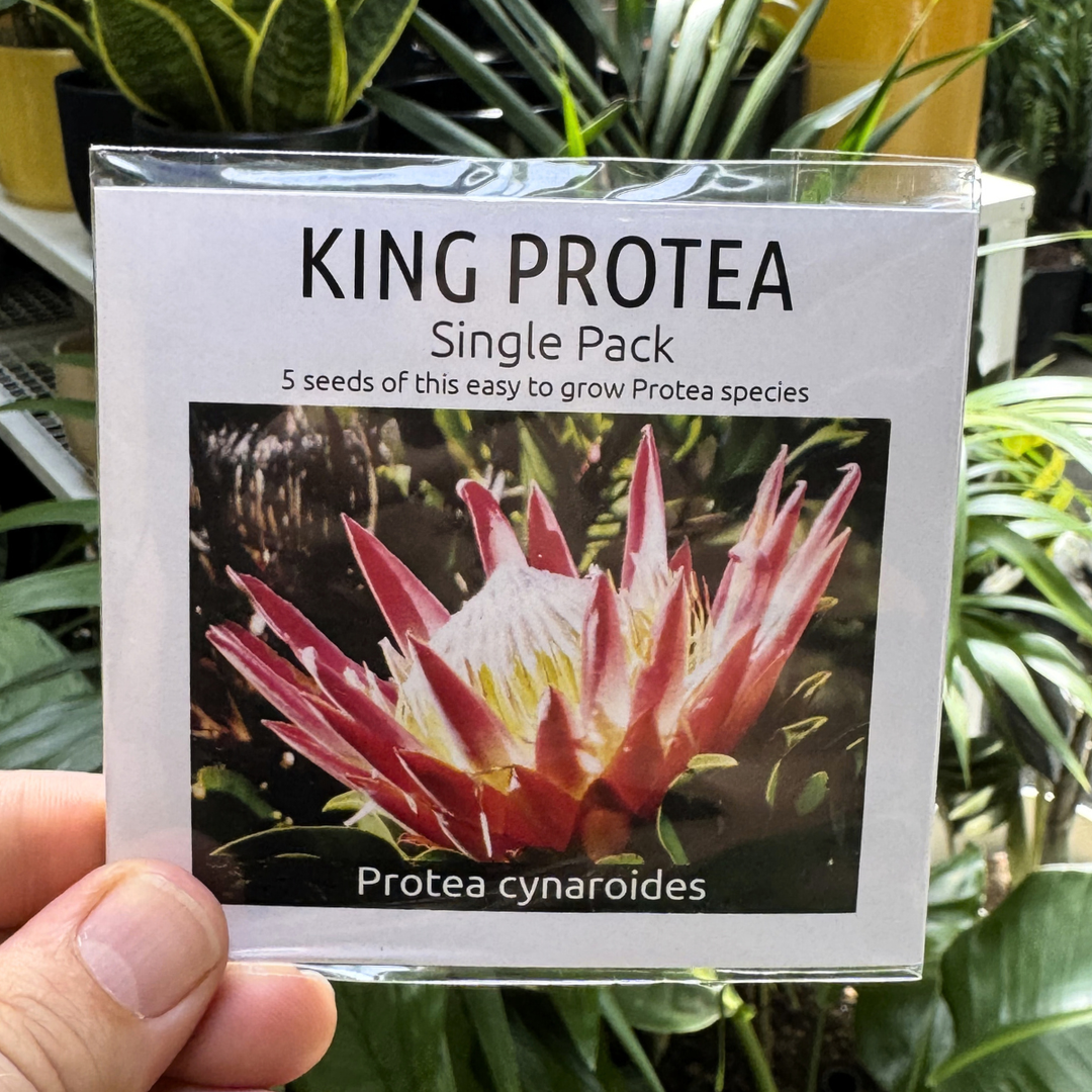 King Protea Single pack seeds help up against foliage