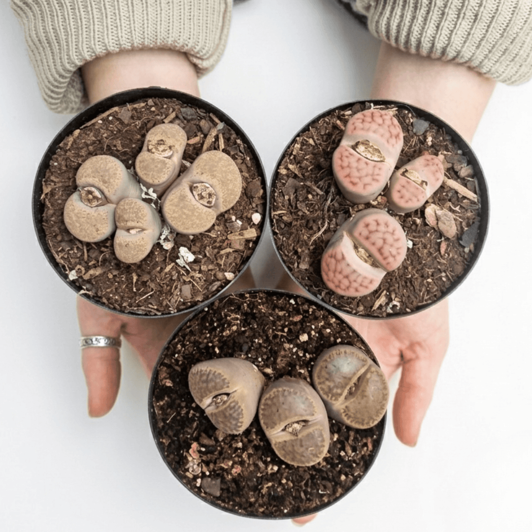A Variety of Lithops handheld