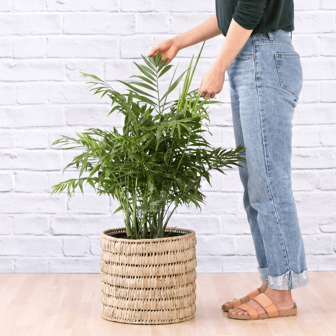 Love Palm large in woven basket with women standing next to it for scale