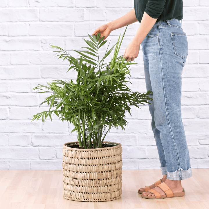Love Palm large in woven basket with women standing next to it for scale