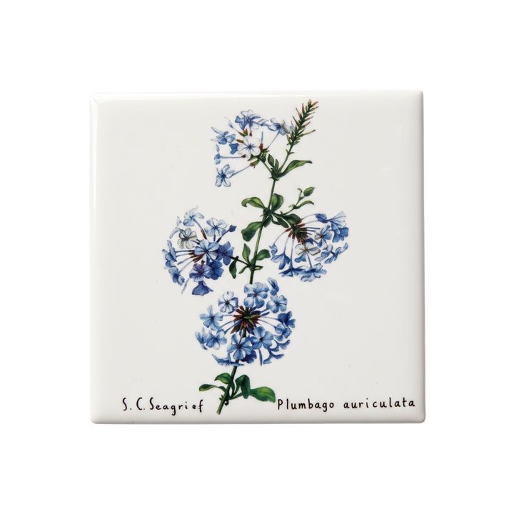 Wildflower Magnets - Singles