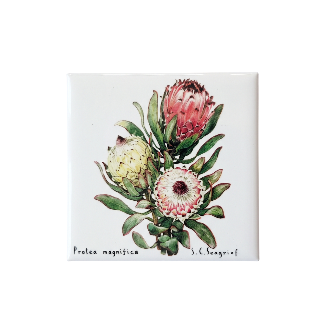Protea Magnets - Singles