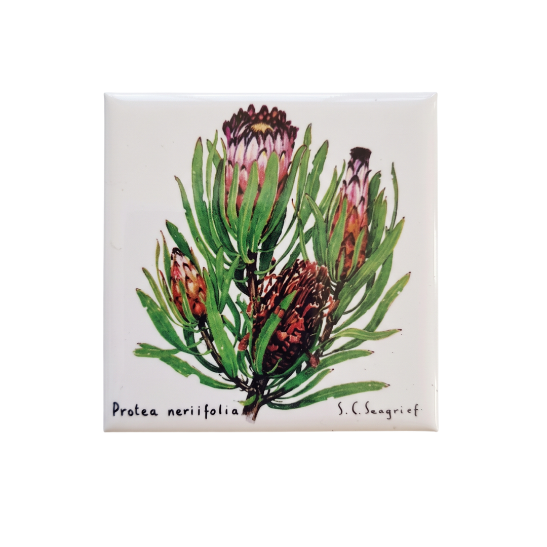 Protea Magnets - Singles