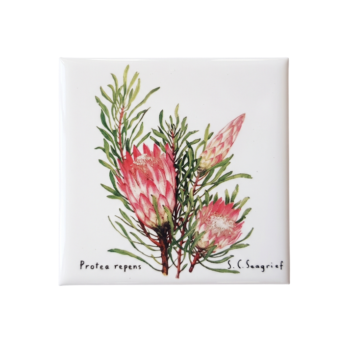 Protea Magnets - Set of 5