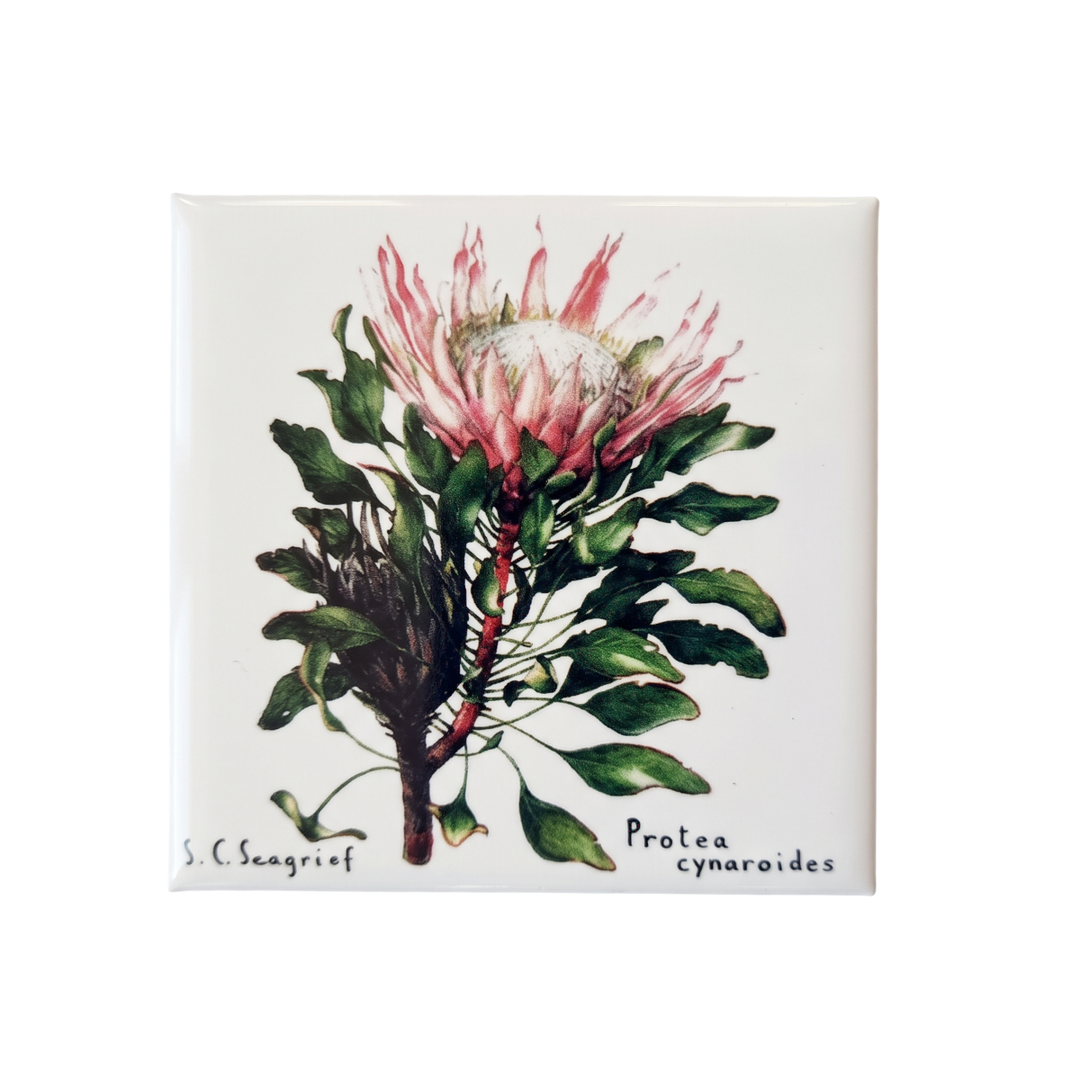 Protea Magnets - Singles
