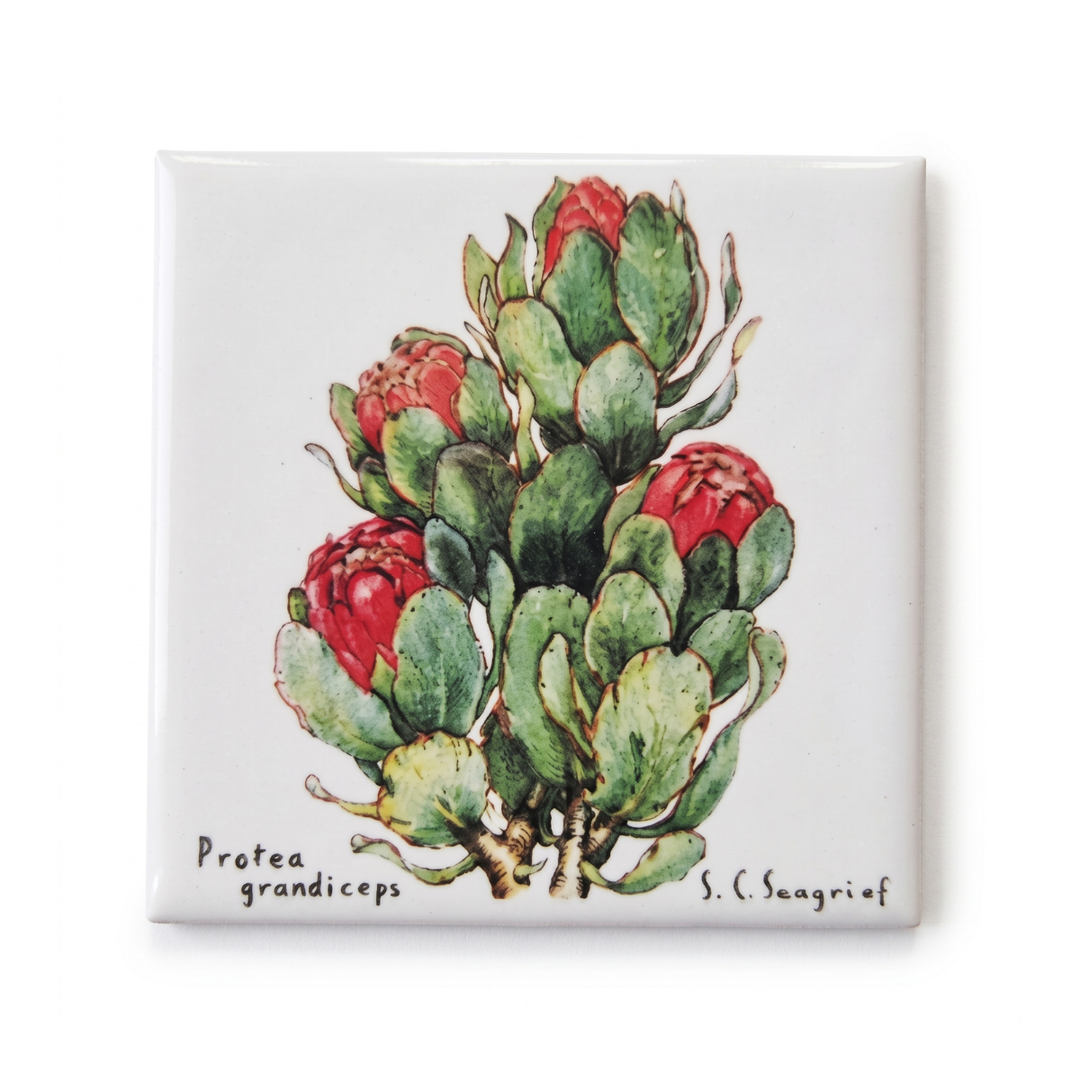 Protea Magnets - Set of 5