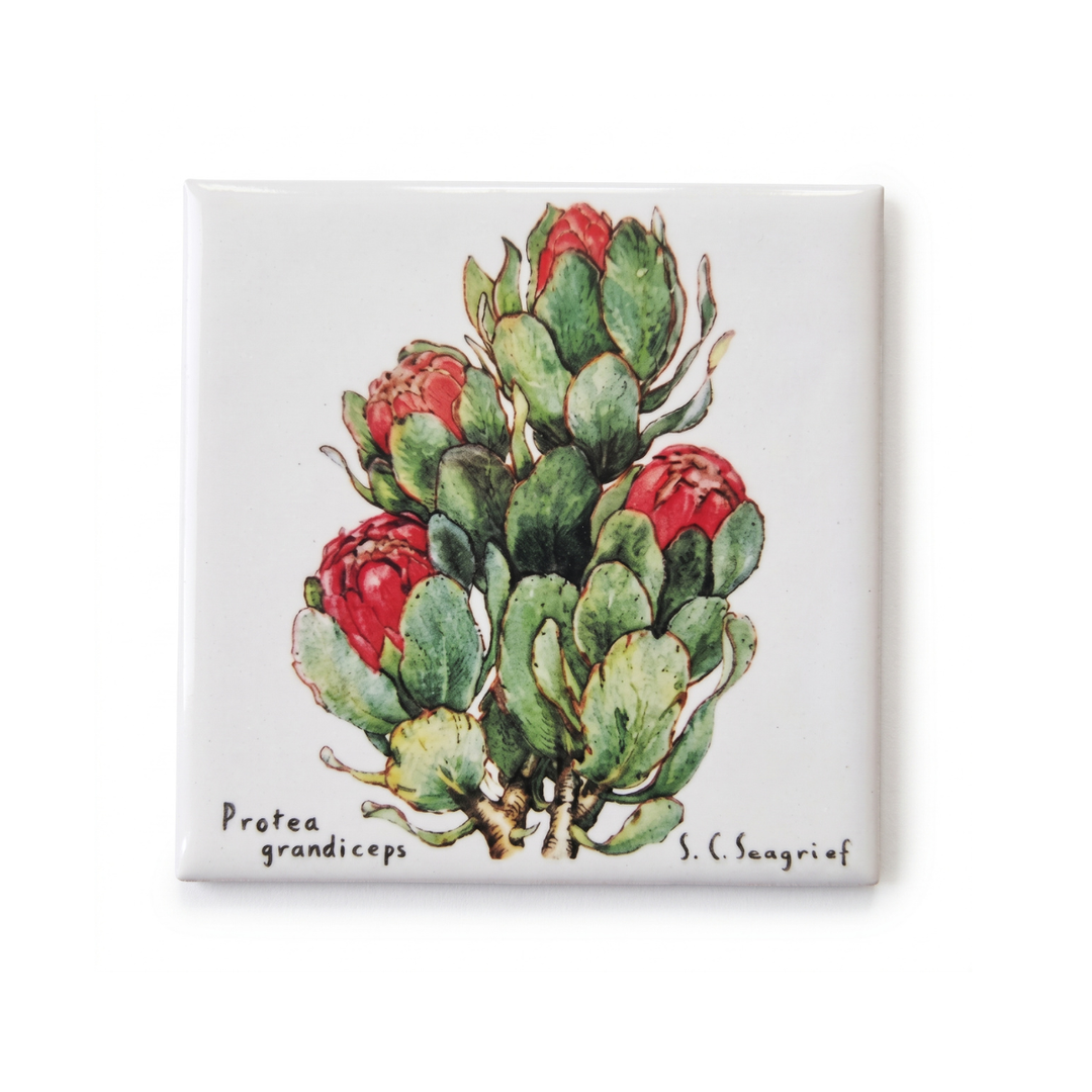 Protea Magnets - Singles