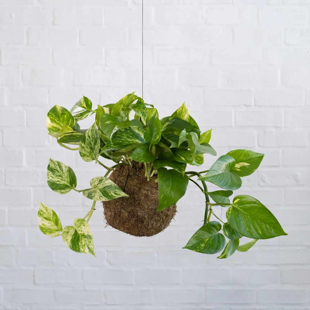 Marble ueen Mossball hanging