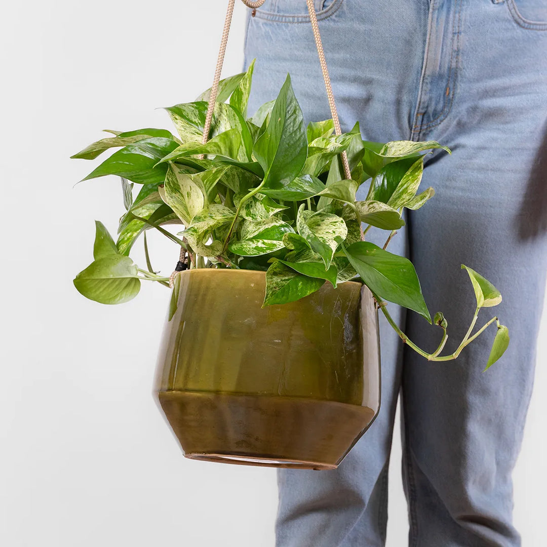 Pogo Hanging Planter - Vintage Green