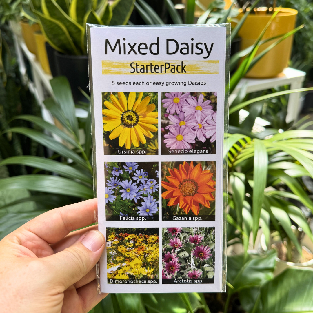Mixed Daisy Starter pack seeds help up against foliage