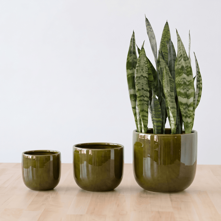 Moon Planter - Vintage Green trio of stylish ceramic planters showcasing lush houseplants.