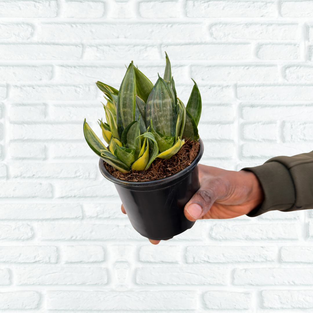 Snake Plant hand held for scale