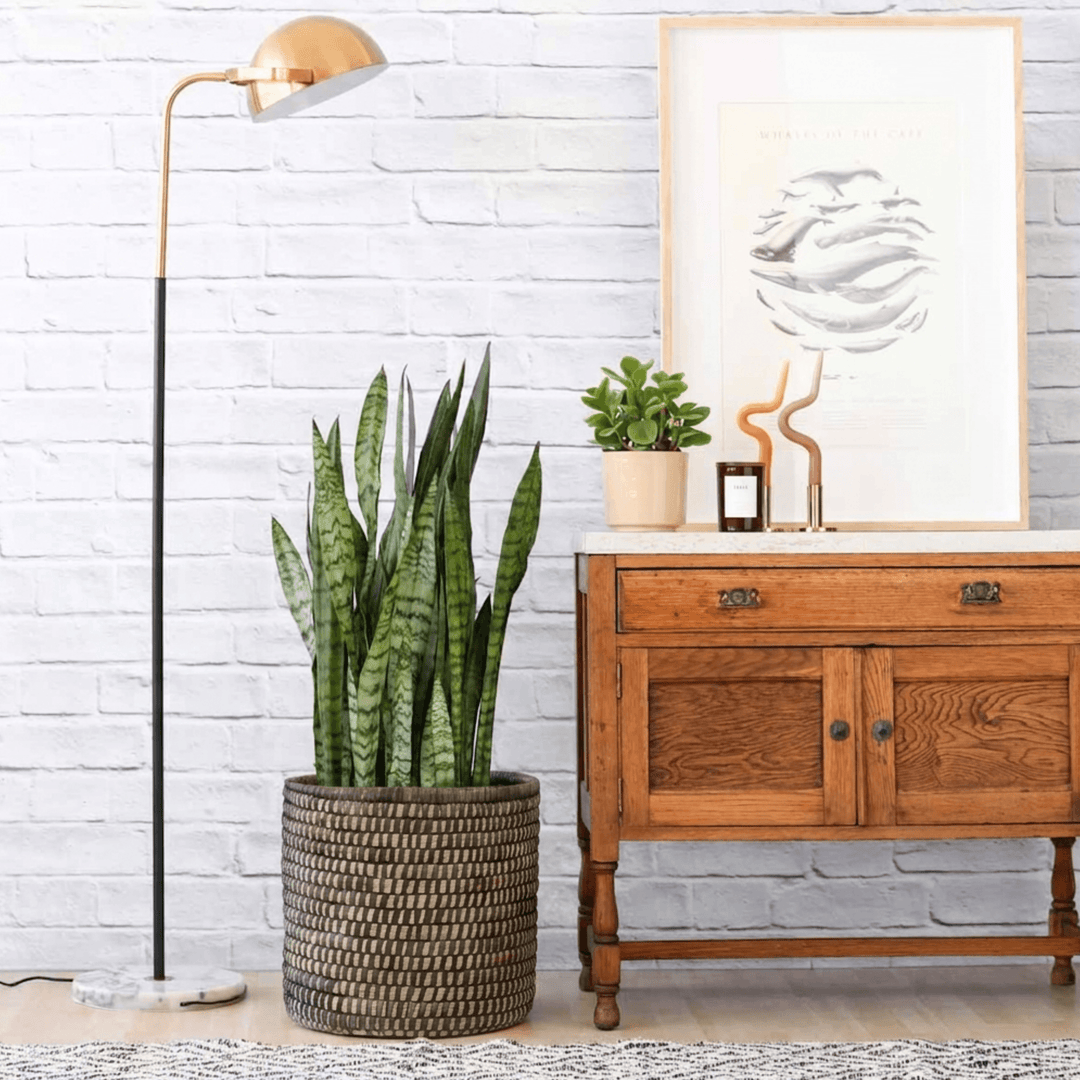 Beautiful Snake Plant in Black basket in moder setting
