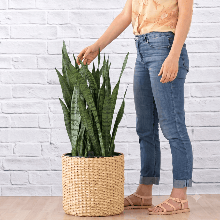 Women standing by Mother in Laws Tongue for scale, plant in a basket