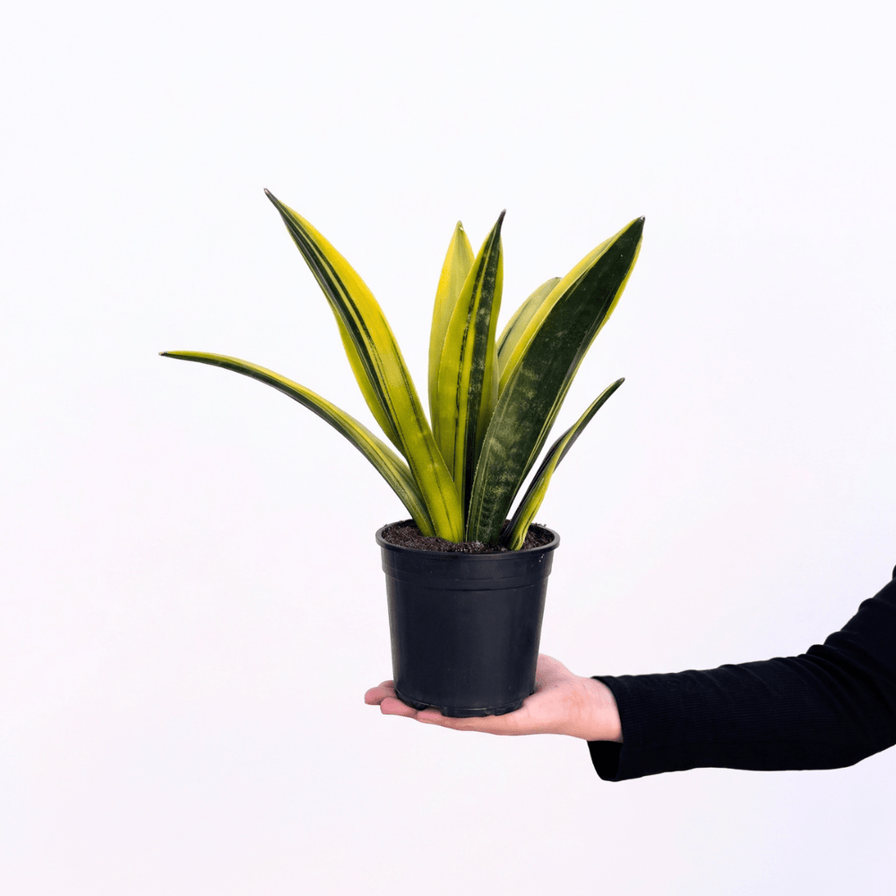 Mother in Law's Tongue - Golden Flame plant in a black pot held by a hand, showcasing its vibrant golden foliage.